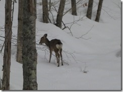 IMG_6177_R