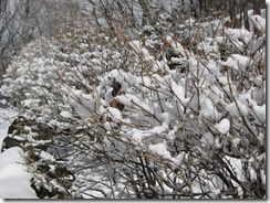 IMG_6254_R
