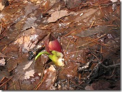 IMG_6450_R