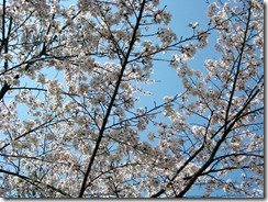 IMG_0061_R