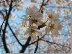 IMG_0063_R