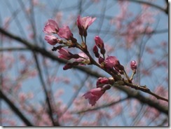 IMG_0087_R