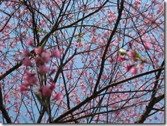 IMG_0089_R