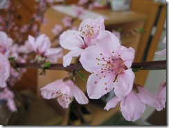 IMG_6600_R