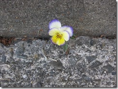 IMG_0098_R