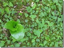 IMG_0195_R