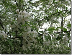 IMG_0215_R