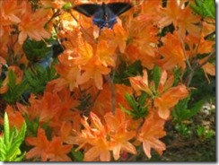 IMG_0370_R