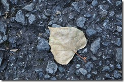 DSC_0010_R