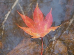 DSCF2372_R