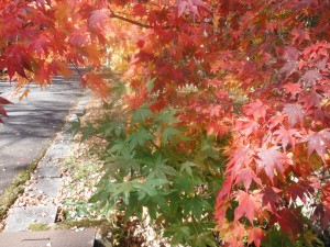 DSCF2374_R
