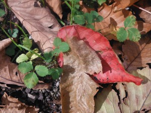 DSCF2379_R
