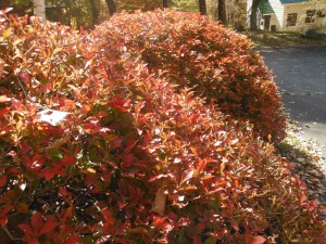 DSCF2386_R
