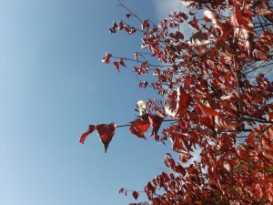 DSCF2395_R