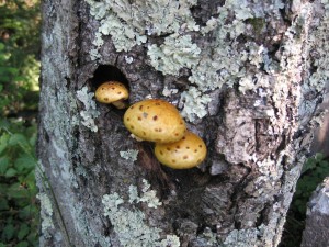 IMG_0379_R