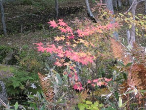 IMG_0464_R