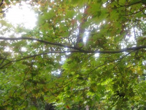 IMG_0471_R