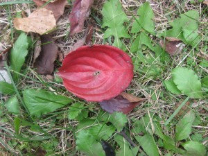 IMG_0487_R