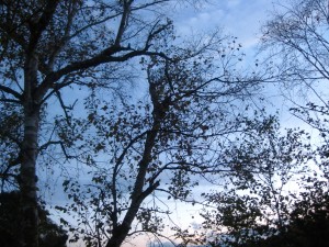 IMG_0553_R