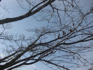 IMG_0601_R