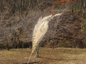 IMG_0602