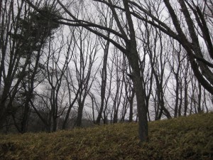 IMG_0662_R
