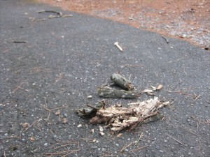 IMG_0768_R