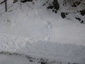 IMG_1001
