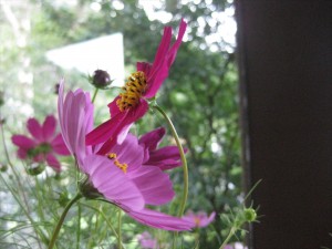 IMG_2196_R