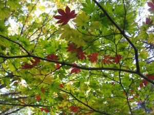 img_0223_r