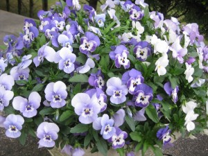 IMG_1157_R