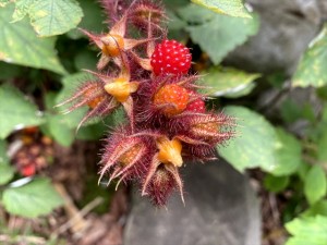 IMG_0890_R