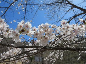 IMG_0025_R