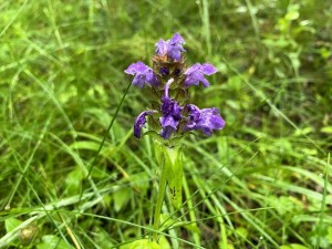 IMG_3740_R