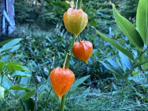 IMG_4999_R
