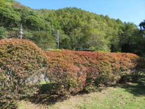 IMG_0950_R